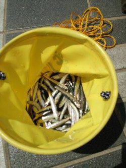 マリーナシティのサビキ釣りでアジ・カタクチイワシ