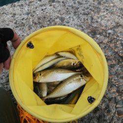 マリーナシティのサビキ釣りでアジ・カタクチイワシ