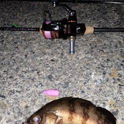 垂水漁港メバリング、引きを楽しめました!