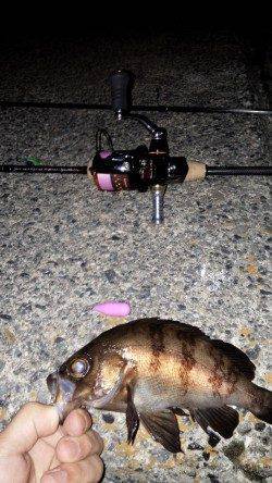 垂水漁港メバリング、引きを楽しめました!