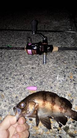 垂水漁港メバリング、引きを楽しめました！