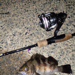 垂水漁港メバリング、引きを楽しめました!