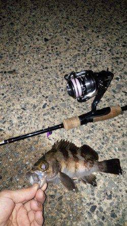 垂水漁港メバリング、引きを楽しめました!