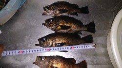 須磨メバリング、満潮の潮止まり前にパタパタと釣れました