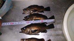 須磨メバリング、満潮の潮止まり前にパタパタと釣れました