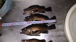 須磨メバリング、満潮の潮止まり前にパタパタ…