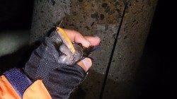 須磨でメバリング〜シャロー打ちのプラグのみでの釣果