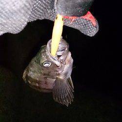 須磨でメバリング〜シャロー打ちのプラグのみでの釣果