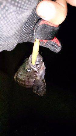 須磨でメバリング〜シャロー打ちのプラグのみでの釣果