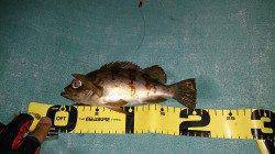 須磨にてジグ単体でメバリング