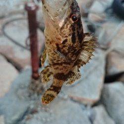 東二見人工島メバリング〜タケノコメバル・メバル