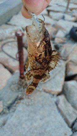 東二見人工島メバリング〜タケノコメバル・メバル