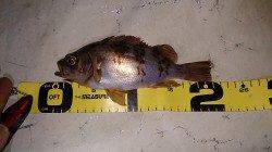 須磨にてジグ単体でメバリング