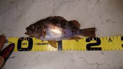 須磨にてジグ単体でメバリング