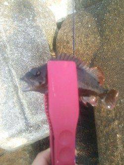 小島　穴釣り＆ボトムワインドでのガシラ狙い