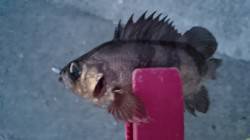 東二見人工島メバリング〜タケノコメバル・メ…