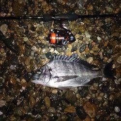 須磨メバル狙いのシャローでチヌが釣れました