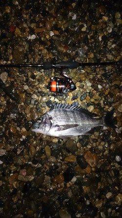 須磨メバル狙いのシャローでチヌが釣れました