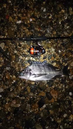 須磨メバル狙いのシャローでチヌが釣れました…