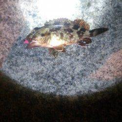 小島　穴釣り＆ボトムワインドでのガシラ狙い