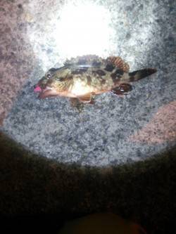 小島　穴釣り＆ボトムワインドでのガシラ狙い…