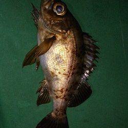 須磨メバル狙いのシャローでチヌが釣れました