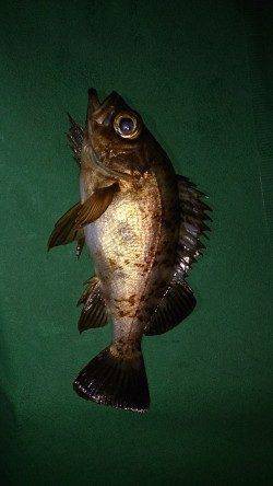 須磨メバル狙いのシャローでチヌが釣れました