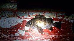 須磨　下げ潮からのメバリングでメバル10数匹