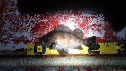 須磨　下げ潮からのメバリングでメバル10数匹