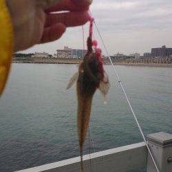 新浜漁港でのカレイ・キス狙いで投げ釣り、アタリほとんどなく・・・
