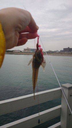 新浜漁港でのカレイ・キス狙いで投げ釣り、アタリほとんどなく・・・