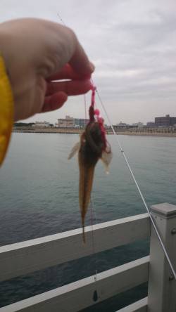 新浜漁港でのカレイ・キス狙いで投げ釣り、ア…