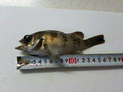 【12日】淡輪漁港でメバリングへ