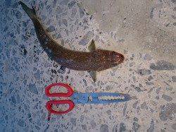 田辺エリアでファミリーフィッシング〜アジ・キスなど