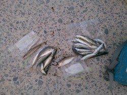 田辺エリアでファミリーフィッシング〜アジ・キスなど