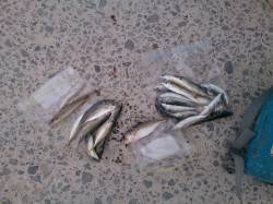 田辺エリアでファミリーフィッシング〜アジ・…