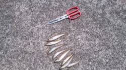 南部　ちょい投げで石ゴカイ300円勝負でキ…