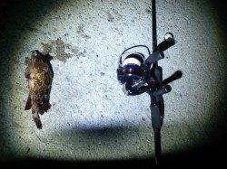 城ヶ崎メバリング〜潮止まり前にガシラ連続HIT