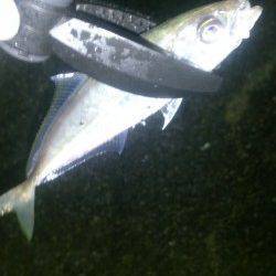 田辺エリアでメバリング&アジング