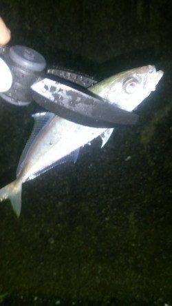 田辺エリアでメバリング&アジング