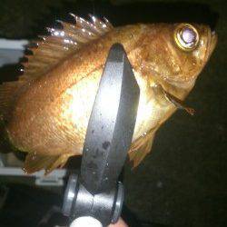 田辺エリアでメバリング&アジング