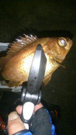 田辺エリアでメバリング&アジング