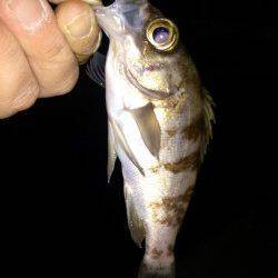 育波でメバリング〜大潮でメバルがポンポン釣れました