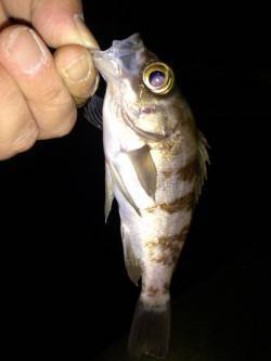 育波でメバリング〜大潮でメバルがポンポン釣…