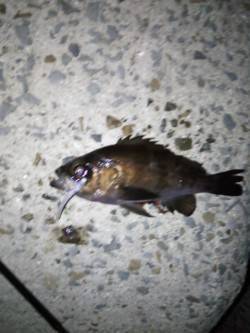 りんくうでメバリング、ライトワインド・フロ…