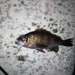 りんくう周辺メバリング〜ナイスサイズがフロートにて２連続ヒット！