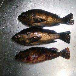 りんくうでメバリング、ライトワインド・フロートリグにて反応あり