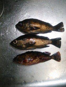 りんくうでメバリング、ライトワインド・フロートリグにて反応あり