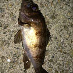 育波　メバリング釣行もチビサイズ中心の釣果