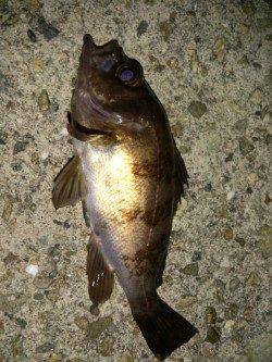 育波　メバリング釣行もチビサイズ中心の釣果